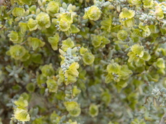 Maireana pyramidata