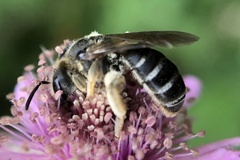 Halictus