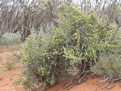 Maireana pyramidata