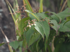 Gaultheria leucocarpa
