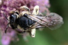 Halictus