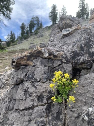 Maguire's draba (Draba maguirei var. maguirei)