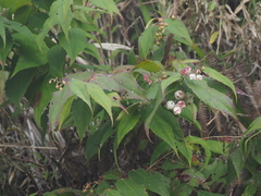 Gaultheria leucocarpa