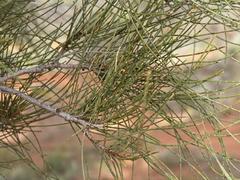 Casuarina pauper
