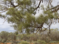 Casuarina pauper
