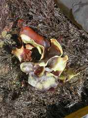 Constantinea subulifera