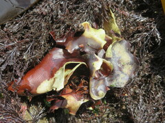 Constantinea subulifera