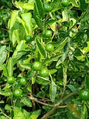 Solanum pseudocapsicum diflorum