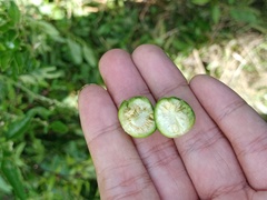 Solanum pseudocapsicum diflorum