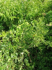 Solanum pseudocapsicum diflorum