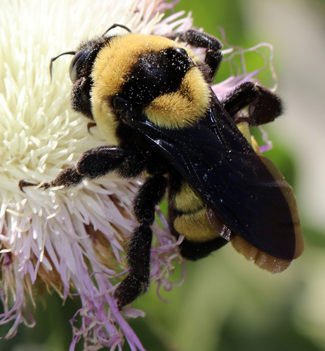 Photo of Southern Plains Bumble Bee (Bombus fraternus)