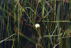 Nymphaea leibergii