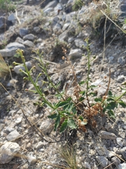 Scrophularia incisa