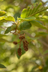 Alnus oblongifolia