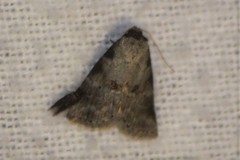 Hyperstrotia pervertens