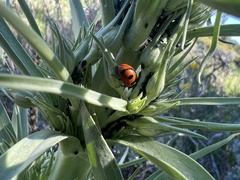 Coccinella transversoguttata