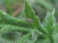 Elasmotropis testacea