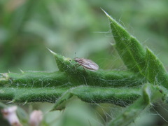 Elasmotropis testacea