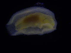 Doriopsis granulosa