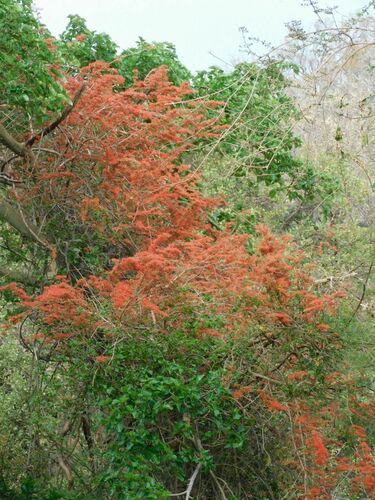 Combretum microphyllum (Combretum microphyllum)