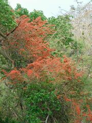 Combretum microphyllum