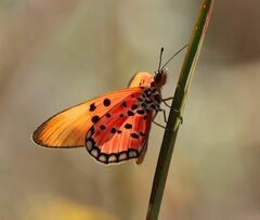 Acraea acrita ambigua