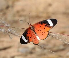 Acraea rhodesiana