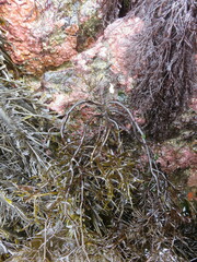 Stephanocystis geminata