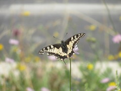 Papilio machaon
