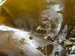 Stephanocystis geminata