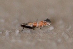 Battaristis vittella