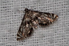 Petrophila canadensis