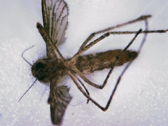 Coquillettidia richiardii