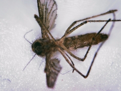 Coquillettidia richiardii