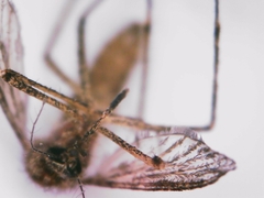 Coquillettidia richiardii