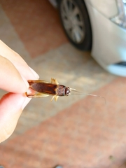 Teleogryllus mitratus