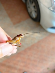 Teleogryllus mitratus