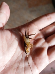 Teleogryllus mitratus