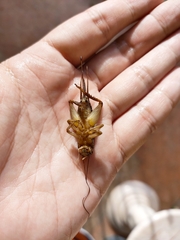 Teleogryllus mitratus