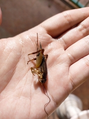 Teleogryllus mitratus