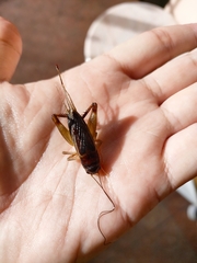 Teleogryllus mitratus