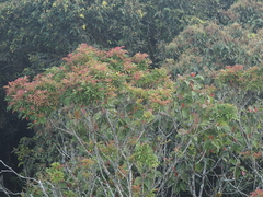 Pterophylla fraxinea