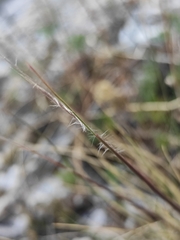 Stipa glareosa