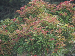 Pterophylla fraxinea