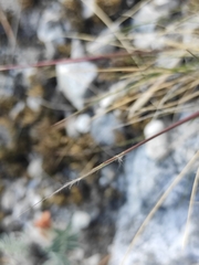 Stipa glareosa