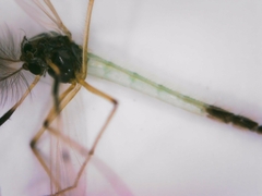Chironomidae