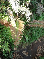 Blechnum vestitum