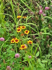 Coreopsis tinctoria