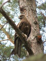Milvus migrans