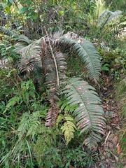 Blechnum vestitum